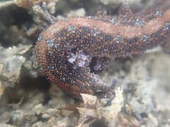 Ooperipatellus