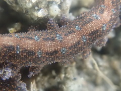Ooperipatellus