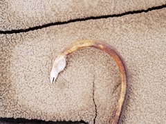 Bascanichthys bascanium