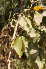 Piper michelianum