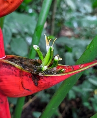 Heliconia stricta
