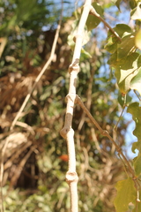 Piper michelianum