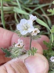 Phacelia hirtuosa
