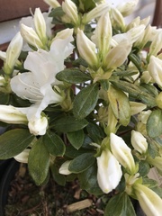 Rhododendron japonicum