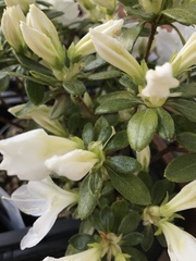 Rhododendron japonicum