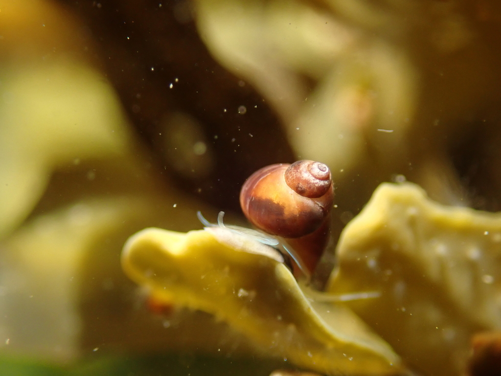 Little Chink Shell from Tangier, NS, Canada on April 09, 2021 at 12:35 ...