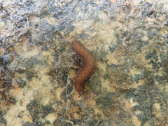 Ooperipatellus