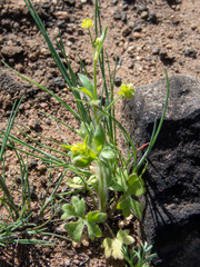 Ranunculus hebecarpus