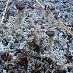 Stereocaulon dactylophyllum