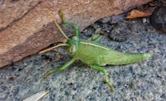 Anacridium aegyptium