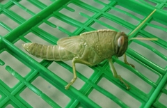 Anacridium aegyptium