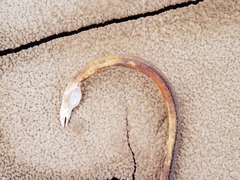 Bascanichthys bascanium