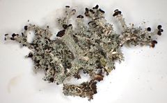 Stereocaulon dactylophyllum