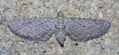 Eupithecia zygadeniata