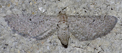 Eupithecia zygadeniata