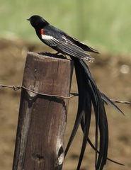 Euplectes progne