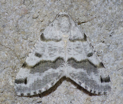 Macaria pallipennata