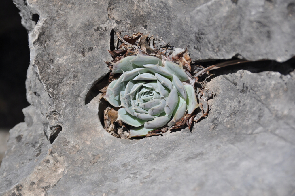 Echeveria Simulans From Santa Catarina N L M Xico On April