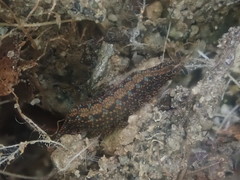 Ooperipatellus