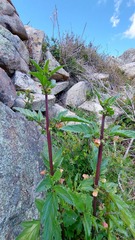 Scrophularia trifoliata