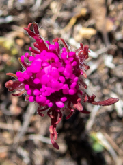 Castilleja exserta