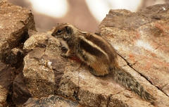 Atlantoxerus getulus