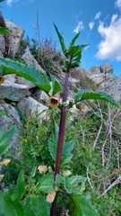 Scrophularia trifoliata
