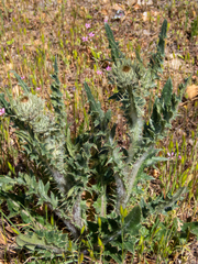 Cirsium cymosum