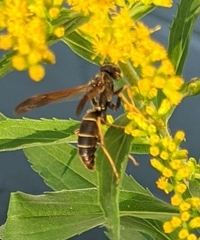 Polistes fuscatus