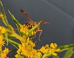 Polistes fuscatus