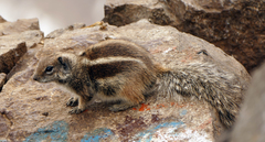 Atlantoxerus getulus