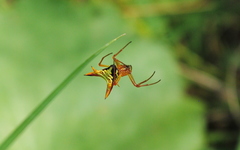 Micrathena furcata