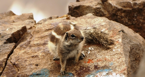 Barbary Ground Squirrel, photo 5 of 10