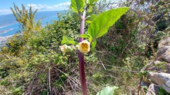 Scrophularia trifoliata