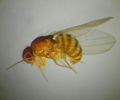 Drosophila funebris