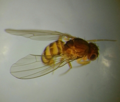 Drosophila funebris