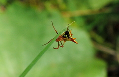 Micrathena furcata