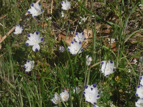 Nemophila maculata