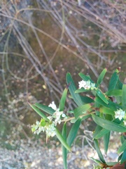 Leucopogon australis