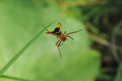 Micrathena furcata