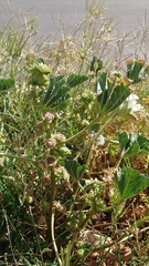 Malva parviflora