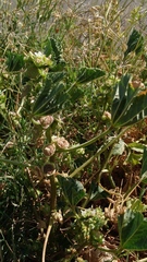 Malva parviflora