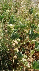 Malva parviflora