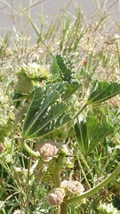Malva parviflora