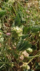 Malva parviflora