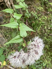 Eupatorium shimadae