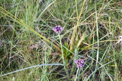 Liatrinae