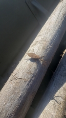 Nepoidea