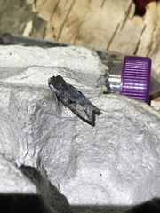Xylena thoracica