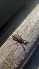 Nepoidea